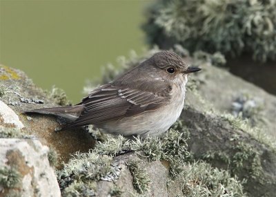 Spotted Flycatcher     Mainland