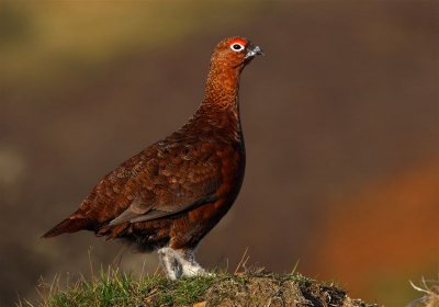 Red Grouse   Scotland