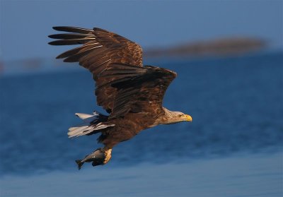 White-tailed Eagle   Norway