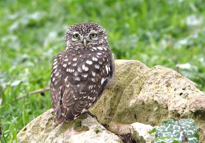 Little Owl   Portugal