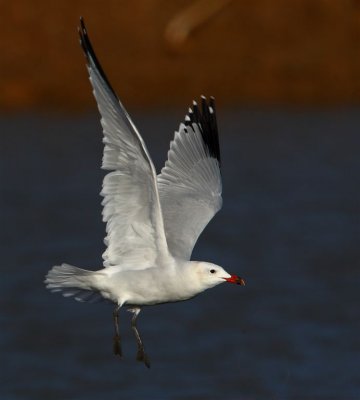 Audouins Gull   Portugal