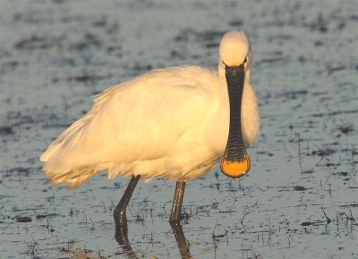 Spoonbill  Portugal