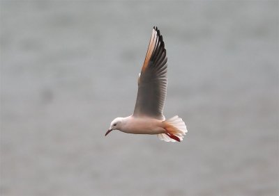 Slender-billed Gull   Portugal