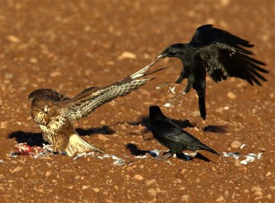 Buzzard-Crow   Scotland