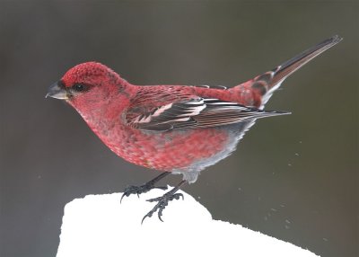 Pine Grosbeak   Finland