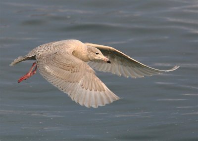 Glaucous Gull  Norway