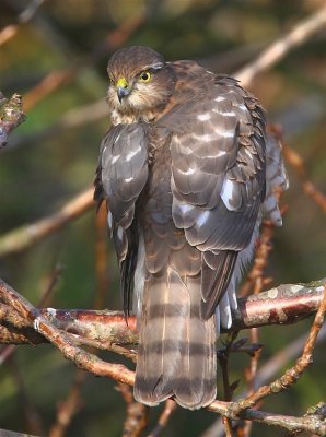 Sparrowhawk  Scotland