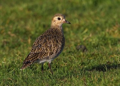 Golden Plover