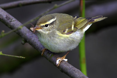 Yellow-browed Warbler