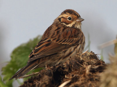 Little Bunting