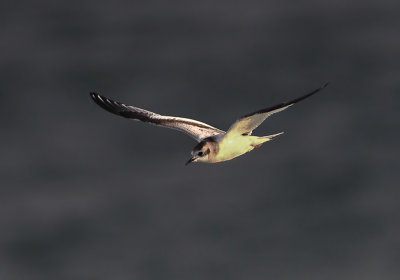 Little Gull