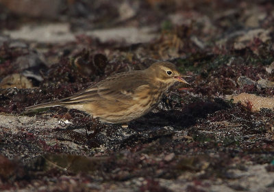 Buff-bellied Pipit