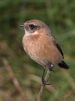 Siberian Stonechat