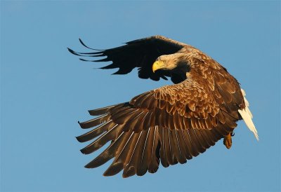 White-tailed Eagle 