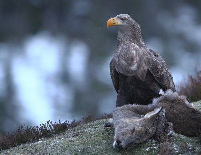 White-tailed Eagle