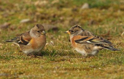 Brambling