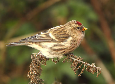 Mealy Redpoll