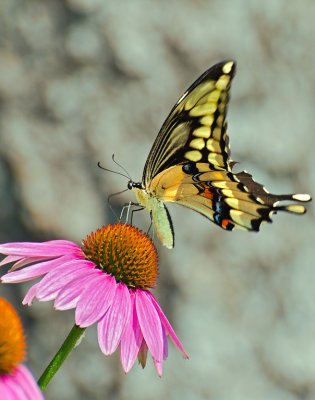 Giant Swallowtail on Echinacea by Jack Sprano