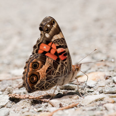 Painted Lady by Adam Kozik