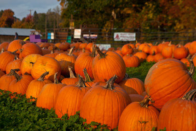 17. Pumpkins