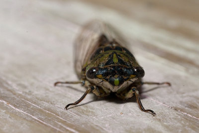 48. The Last of the Cicadas