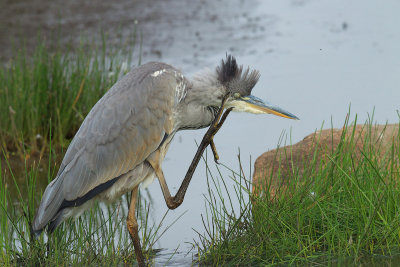 Fiskehejre