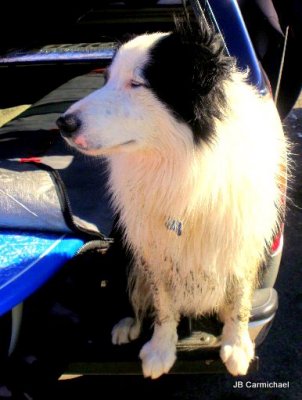 sheepdog.JPG