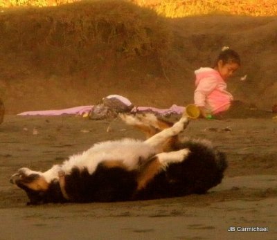 frollicking dog.JPG