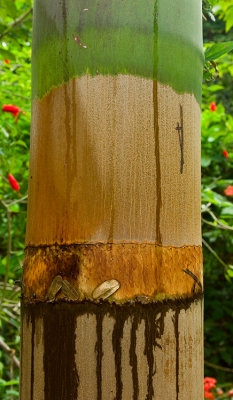 Timber Bamboo