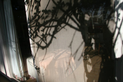 Screen and Vines