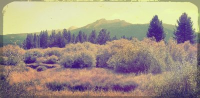 Morning in the Meadow
