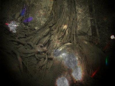 Ponderosa Giant