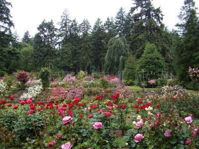 Rose Garden 2.JPG