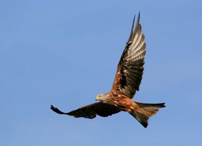 Red Kite.