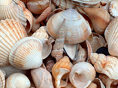 Sea Shells.