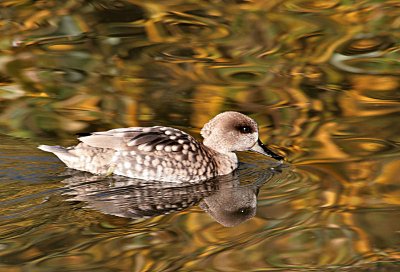 Marbled Duck.