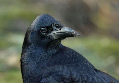 Carrion Crow.