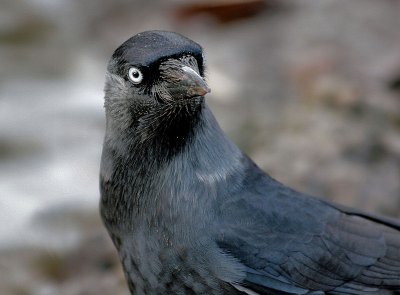 Jackdaw.