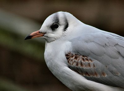 Black Headed Gull (Young).
