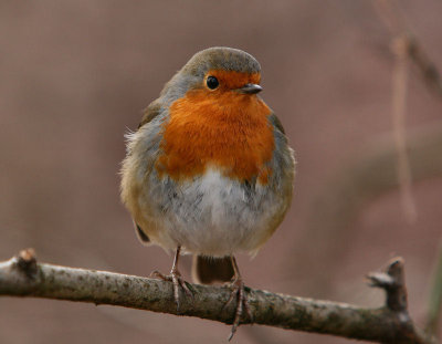 Robin.