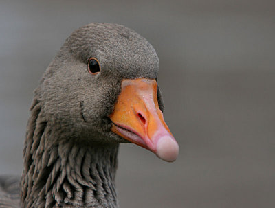 Greylag Goose.