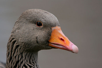 Greylag Goose.