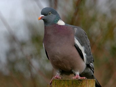 Wood Pigeon.