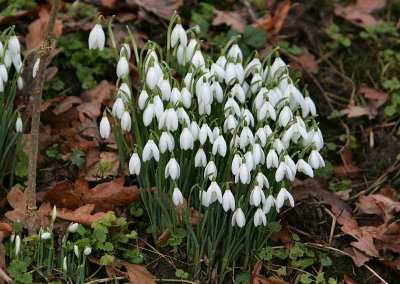 Snowdrops in the wild.