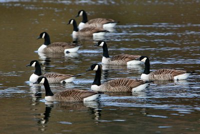 Canada Geese.