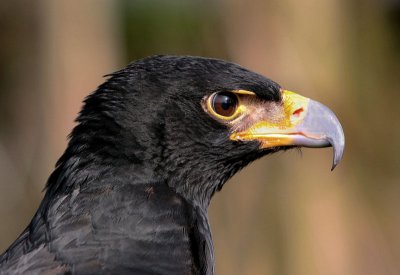 Verreaux Eagle.