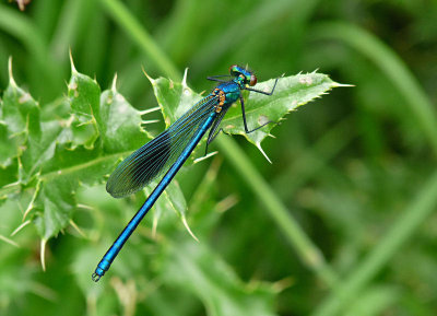Demoiselle (Male).
