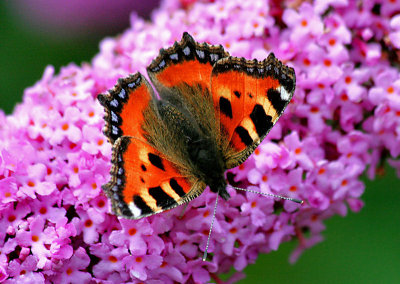 Small Tortoiseshell.