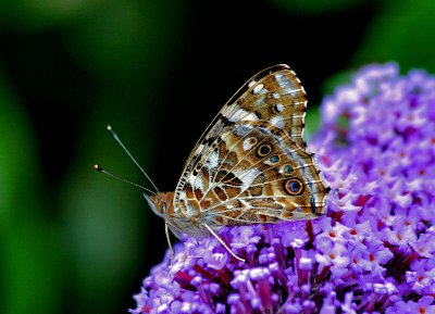 Painted Lady.