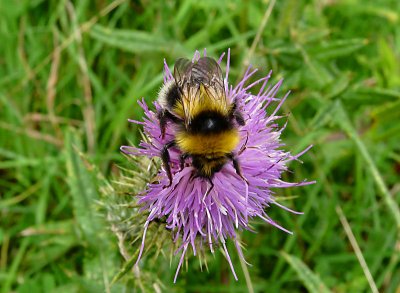 Bumble Bee.